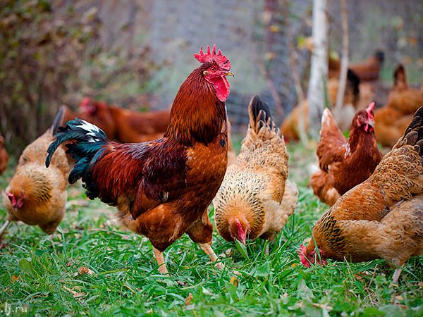 Породы куриц | ЗооТом - продажа, вязка и услуги для животных в Наро-Фоминске