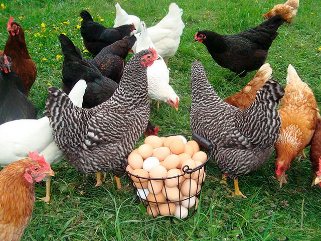 Содержание кур и уход за ними | ЗооТом - продажа, вязка и услуги для животных в Наро-Фоминске