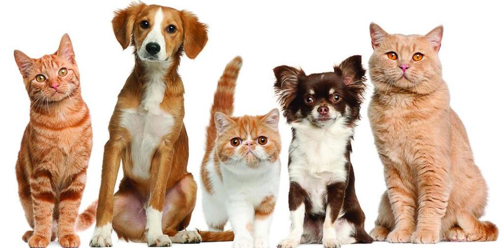 Доска объявлений о животных | ЗооТом - продажа, вязка и услуги для животных в Наро-Фоминске
