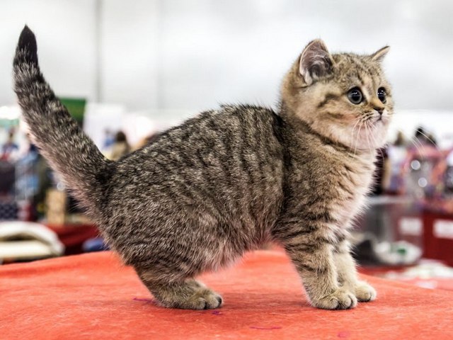 Породы кошек в Наро-Фоминске | ЗооТом портал о животных