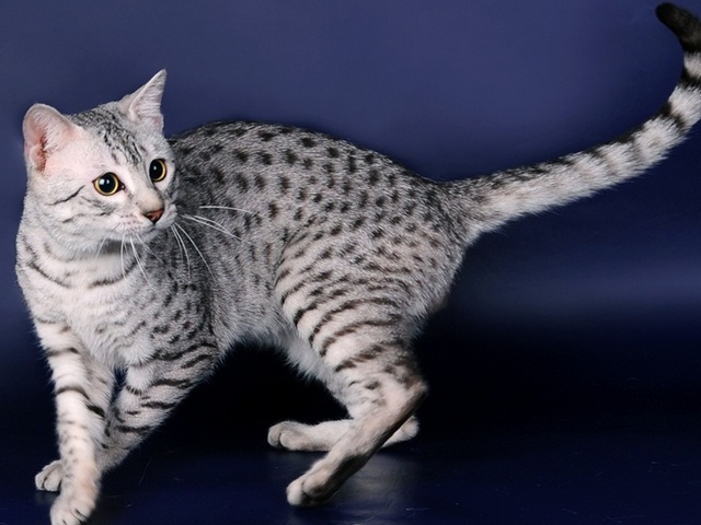 Породы кошек в Наро-Фоминске | ЗооТом портал о животных