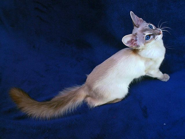 Выведенные породы кошек в Наро-Фоминске | ЗооТом портал о животных