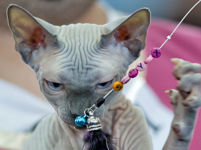 Выставки кошек в Наро-Фоминске | ЗооТом портал о животных