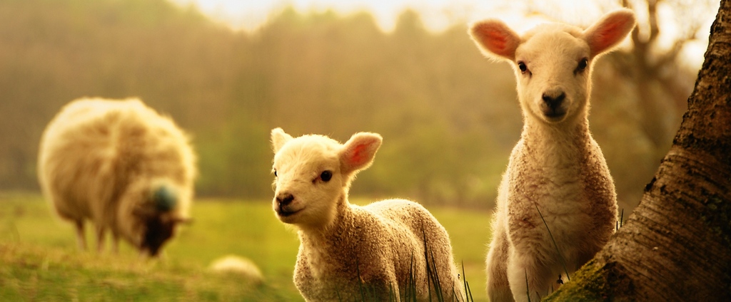 Объявления о сельскохозяйственных животных | ЗооТом - продажа, вязка и услуги для животных в Наро-Фоминске