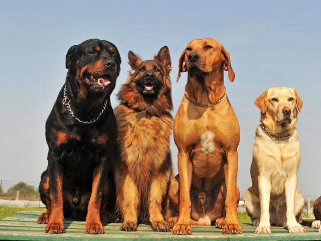 Крупные породы собак в Наро-Фоминске | ЗооТом портал о животных