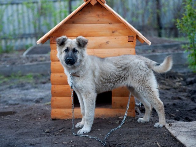 Все о собаках в Наро-Фоминске Все о собаках в Наро-Фоминске